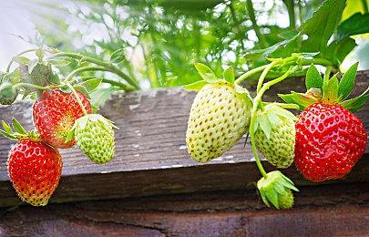 《全面战争：战锤3》超凡帝国新预告 巨大地图展示